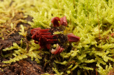 <i class='fa fa-user'></i>&nbsp;Jelle Bakker&nbsp;|  Roodbruin Netpluimpje&nbsp; <i class='fa fa-eye'>&nbsp;79</i> &nbsp; <i class='fa fa-comment-o'>&nbsp;6</i>