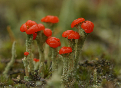 <i class='fa fa-user'></i>&nbsp;Nel R&nbsp;|  Rode Heidelucifer&nbsp; <i class='fa fa-eye'>&nbsp;106</i> &nbsp;<i class='fa fa-thumbs-up'>&nbsp;13</i> &nbsp; <i class='fa fa-comment-o'>&nbsp;9</i>