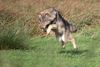 <i class='fa fa-user'></i> Bertus | Wolf  <i class='fa fa-eye'> 310</i>  <i class='fa fa-thumbs-up'> 19</i>   <i class='fa fa-comment-o'> 11</i>
