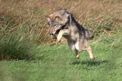 Canis lupus / Wolf / Wolf