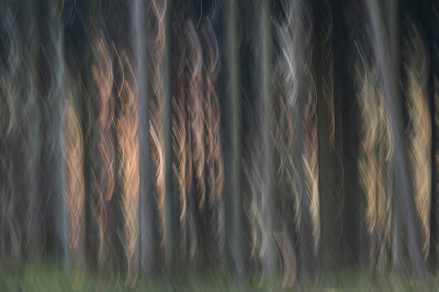 <i class='fa fa-user'></i> Johan van Gurp | Licht in het Dennen bos  <i class='fa fa-eye'> 111</i>  <i class='fa fa-thumbs-up'> 6</i>   <i class='fa fa-comment-o'> 8</i>