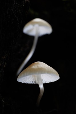 <i class='fa fa-user'></i>&nbsp;erikvanark&nbsp;|  Porseleinzwam&nbsp; <i class='fa fa-eye'>&nbsp;89</i> &nbsp;<i class='fa fa-thumbs-up'>&nbsp;4</i> &nbsp; <i class='fa fa-comment-o'>&nbsp;8</i>