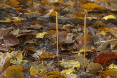 <i class='fa fa-user'></i>&nbsp;Jelle Bakker&nbsp;|  Pijpknotszwam&nbsp; <i class='fa fa-eye'>&nbsp;73</i> &nbsp; <i class='fa fa-comment-o'>&nbsp;5</i>