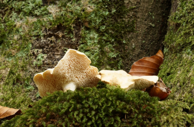 <i class='fa fa-user'></i>&nbsp;Jelle Bakker&nbsp;|  Gele Stekelzwam&nbsp; <i class='fa fa-eye'>&nbsp;52</i> &nbsp; <i class='fa fa-comment-o'>&nbsp;3</i>