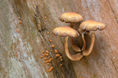 <i class='fa fa-user'></i>&nbsp;Johan van Gurp&nbsp;|  Gewone Zwavelkop&nbsp; <i class='fa fa-eye'>&nbsp;57</i> &nbsp;<i class='fa fa-thumbs-up'>&nbsp;1</i> &nbsp; <i class='fa fa-comment-o'>&nbsp;4</i>