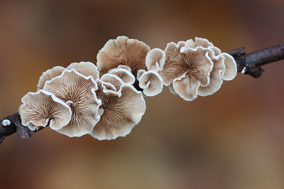 <i class='fa fa-user'></i>&nbsp;Paul Vandebroek&nbsp;|  Wit Oorzwammetje&nbsp; <i class='fa fa-eye'>&nbsp;103</i> &nbsp;<i class='fa fa-thumbs-up'>&nbsp;9</i> &nbsp; <i class='fa fa-comment-o'>&nbsp;8</i>