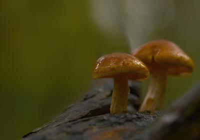 <i class='fa fa-user'></i>&nbsp;janvangastel&nbsp;|  Dennenvlamhoed&nbsp; <i class='fa fa-eye'>&nbsp;64</i> &nbsp;<i class='fa fa-thumbs-up'>&nbsp;1</i> &nbsp; <i class='fa fa-comment-o'>&nbsp;3</i>