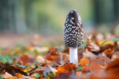 Coprinopsis picacea / Spechtinktzwam / Magpie Inkcap