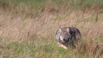 Canis lupus / Wolf / Wolf