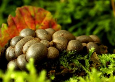 <i class='fa fa-user'></i>&nbsp;tonysettanta&nbsp;|  Peervormige Stuifzwam&nbsp; <i class='fa fa-eye'>&nbsp;66</i> &nbsp; <i class='fa fa-comment-o'>&nbsp;7</i>