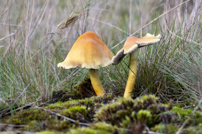 Gisteren een middag door de Loonse en Drunense duinen gelopen opzoek naar paddenstoelen. Niet echt veel gezien maar lekker een paar uur in de buitenlucht is nooit weg.
Deze Gewone Zwavelkop stond op een beschut stukje duin.