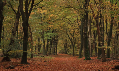 <i class='fa fa-user'></i> Tineke Strijbosch | Herfst in het Speulderbos  <i class='fa fa-eye'> 104</i>  <i class='fa fa-thumbs-up'> 3</i>   <i class='fa fa-comment-o'> 8</i>