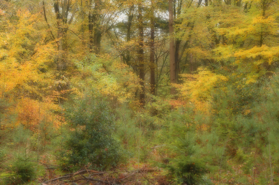 <i class='fa fa-user'></i>&nbsp;Hendrik van Kampen&nbsp;|  Herfstbos&nbsp; <i class='fa fa-eye'>&nbsp;130</i> &nbsp;<i class='fa fa-thumbs-up'>&nbsp;4</i> &nbsp; <i class='fa fa-comment-o'>&nbsp;12</i>