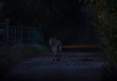 Een verrassende ontmoeting, onderweg naar een bosfotosessie zag ik vanuit de auto iets naast de weg op een bospad stilstaan. Het bleek een wolf, snel bedacht wat te doen (auto stukje verderop aan de veilige kant van de weg parkeren, camera uit de tas, timer uit, instellingen aanpassen, hart in de keel en beven..) Toen ik klaar was stond hij op zo'n 15 meter bij me vandaan, keek me aan en toen ik de Camera op hem richtte rende hij ervandoor, de weg over een pad op. Camera haperde, nogmaals klikken en een rennende wolf met auto Iso en te langzame sluitertijd. (helaas nog singleshot aan).  Snel naar het pad gelopen en nog wat foto's van de kont van de wolf kunnen schieten. Met deze foto ben ik blij, heb nog een zwarte (zwaaronderbelichte) foto van dichtbij waar hij mooi opstaat, maar die moet ik betoveren om er nog wat van te maken. (hele vette ruis, als ik hem oplicht, iemand een tip??)