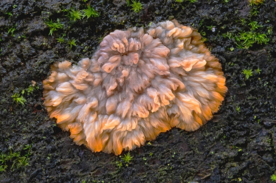 <i class='fa fa-user'></i>&nbsp;Johan van Gurp&nbsp;|  Oranje Aderzwam&nbsp; <i class='fa fa-eye'>&nbsp;100</i> &nbsp; <i class='fa fa-comment-o'>&nbsp;8</i>