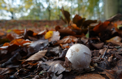 <i class='fa fa-user'></i>&nbsp;nelappelmelk&nbsp;|  Inktviszwam&nbsp; <i class='fa fa-eye'>&nbsp;70</i> &nbsp; <i class='fa fa-comment-o'>&nbsp;2</i>