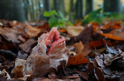 <i class='fa fa-user'></i>&nbsp;nelappelmelk&nbsp;|  Inktviszwam&nbsp; <i class='fa fa-eye'>&nbsp;96</i> &nbsp; <i class='fa fa-comment-o'>&nbsp;4</i>