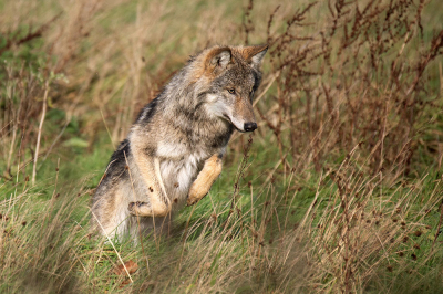 <i class='fa fa-user'></i> Bertus | Wolf  <i class='fa fa-eye'> 199</i>  <i class='fa fa-thumbs-up'> 11</i>   <i class='fa fa-comment-o'> 8</i>