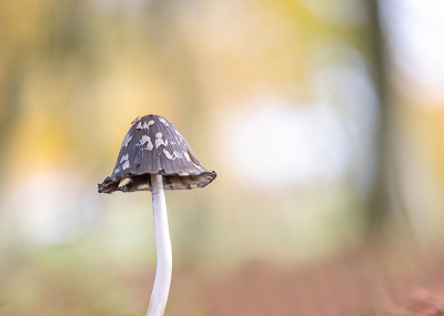 <i class='fa fa-user'></i>&nbsp;Tom&nbsp;|  Spechtinktzwam&nbsp; <i class='fa fa-eye'>&nbsp;96</i> &nbsp;<i class='fa fa-thumbs-up'>&nbsp;3</i> &nbsp; <i class='fa fa-comment-o'>&nbsp;5</i>