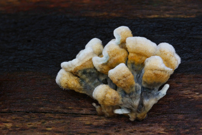 <i class='fa fa-user'></i>&nbsp;Robert Rodenburg&nbsp;|  Plooivlieswaaiertje&nbsp; <i class='fa fa-eye'>&nbsp;70</i> &nbsp;<i class='fa fa-thumbs-up'>&nbsp;3</i> &nbsp; <i class='fa fa-comment-o'>&nbsp;7</i>