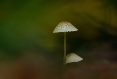 <i class='fa fa-user'></i>&nbsp;Jurgen Maassen&nbsp;|  Mycena sp.&nbsp; <i class='fa fa-eye'>&nbsp;63</i> &nbsp;<i class='fa fa-thumbs-up'>&nbsp;3</i> &nbsp; <i class='fa fa-comment-o'>&nbsp;6</i>