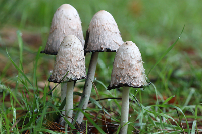 <i class='fa fa-user'></i>&nbsp;Paul Vandebroek&nbsp;|  Geschubde Inktzwam&nbsp; <i class='fa fa-eye'>&nbsp;59</i> &nbsp; <i class='fa fa-comment-o'>&nbsp;5</i>