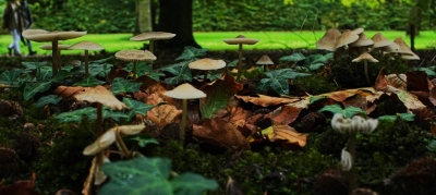 <i class='fa fa-user'></i>&nbsp;hesterb&nbsp;|  Dubbel landschap&nbsp; <i class='fa fa-eye'>&nbsp;74</i> &nbsp; <i class='fa fa-comment-o'>&nbsp;4</i>