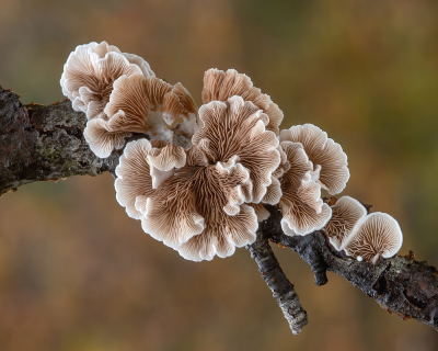 <i class='fa fa-user'></i>&nbsp;Johan van Gurp&nbsp;|  Wit Oorzwammetje&nbsp; <i class='fa fa-eye'>&nbsp;62</i> &nbsp;<i class='fa fa-thumbs-up'>&nbsp;6</i> &nbsp; <i class='fa fa-comment-o'>&nbsp;5</i>