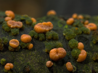 <i class='fa fa-user'></i>&nbsp;janvangastel&nbsp;|  Oranje Druppelzwam&nbsp; <i class='fa fa-eye'>&nbsp;62</i> &nbsp;<i class='fa fa-thumbs-up'>&nbsp;1</i> &nbsp; <i class='fa fa-comment-o'>&nbsp;5</i>