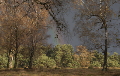 <i class='fa fa-user'></i>&nbsp;ErnovanDoorn&nbsp;|  Intense kleuren&nbsp; <i class='fa fa-eye'>&nbsp;76</i> &nbsp;<i class='fa fa-thumbs-up'>&nbsp;2</i> &nbsp; <i class='fa fa-comment-o'>&nbsp;8</i>