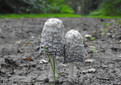 <i class='fa fa-user'></i>&nbsp;Jovanzo&nbsp;|  Geschubde Inktzwam&nbsp; <i class='fa fa-eye'>&nbsp;69</i> &nbsp; <i class='fa fa-comment-o'>&nbsp;7</i>