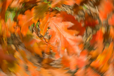 <i class='fa fa-user'></i> Truus Aletta Maan | Herfst kleuren  <i class='fa fa-eye'> 70</i>  <i class='fa fa-thumbs-up'> 2</i>   <i class='fa fa-comment-o'> 6</i>