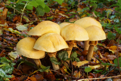 <i class='fa fa-user'></i>&nbsp;Jelle Bakker&nbsp;|  Goudhoed&nbsp; <i class='fa fa-eye'>&nbsp;69</i> &nbsp;<i class='fa fa-thumbs-up'>&nbsp;1</i> &nbsp; <i class='fa fa-comment-o'>&nbsp;2</i>