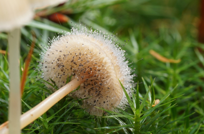 <i class='fa fa-user'></i>&nbsp;Jelle Bakker&nbsp;|  Mycenaparasiet&nbsp; <i class='fa fa-eye'>&nbsp;79</i> &nbsp;<i class='fa fa-thumbs-up'>&nbsp;1</i> &nbsp; <i class='fa fa-comment-o'>&nbsp;4</i>