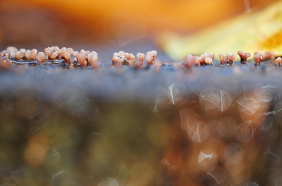 <i class='fa fa-user'></i>&nbsp;erikvanark&nbsp;|  Paarse Knoopzwam s.l.&nbsp; <i class='fa fa-eye'>&nbsp;110</i> &nbsp; <i class='fa fa-comment-o'>&nbsp;8</i>