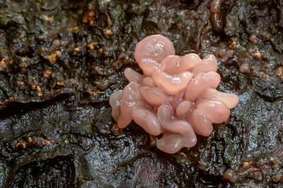 <i class='fa fa-user'></i>&nbsp;Johan van Gurp&nbsp;|  Paarse Knoopzwam&nbsp; <i class='fa fa-eye'>&nbsp;90</i> &nbsp;<i class='fa fa-thumbs-up'>&nbsp;4</i> &nbsp; <i class='fa fa-comment-o'>&nbsp;8</i>