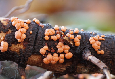 <i class='fa fa-user'></i>&nbsp;Jelle Bakker&nbsp;|  Gewoon Meniezwammetje&nbsp; <i class='fa fa-eye'>&nbsp;78</i> &nbsp; <i class='fa fa-comment-o'>&nbsp;4</i>