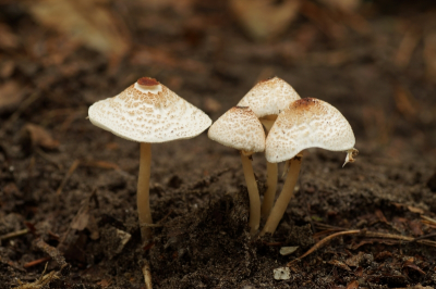 <i class='fa fa-user'></i>&nbsp;Jelle Bakker&nbsp;|  Stinkparasolzwam&nbsp; <i class='fa fa-eye'>&nbsp;74</i> &nbsp; <i class='fa fa-comment-o'>&nbsp;4</i>