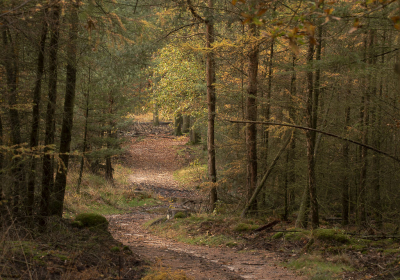 <i class='fa fa-user'></i>&nbsp;ErnovanDoorn&nbsp;|  Bospad&nbsp; <i class='fa fa-eye'>&nbsp;108</i> &nbsp;<i class='fa fa-thumbs-up'>&nbsp;2</i> &nbsp; <i class='fa fa-comment-o'>&nbsp;3</i>