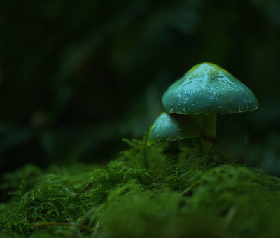 <i class='fa fa-user'></i>&nbsp;janvangastel&nbsp;|  Echte Kopergroenzwam&nbsp; <i class='fa fa-eye'>&nbsp;112</i> &nbsp;<i class='fa fa-thumbs-up'>&nbsp;12</i> &nbsp; <i class='fa fa-comment-o'>&nbsp;6</i>