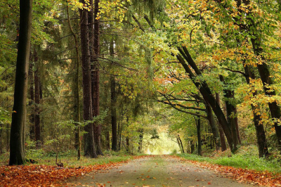 <i class='fa fa-user'></i>&nbsp;Nel R&nbsp;|  Herfstkleuren&nbsp; <i class='fa fa-eye'>&nbsp;74</i> &nbsp; <i class='fa fa-comment-o'>&nbsp;3</i>