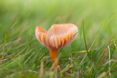 <i class='fa fa-user'></i>&nbsp;Adri Gr Nuelend&nbsp;|  Slijmwasplaat&nbsp; <i class='fa fa-eye'>&nbsp;60</i> &nbsp; <i class='fa fa-comment-o'>&nbsp;7</i>