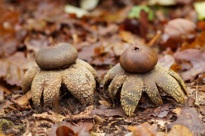 <i class='fa fa-user'></i>&nbsp;Jelle Bakker&nbsp;|  Weerhuisje&nbsp; <i class='fa fa-eye'>&nbsp;83</i> &nbsp;<i class='fa fa-thumbs-up'>&nbsp;2</i> &nbsp; <i class='fa fa-comment-o'>&nbsp;6</i>