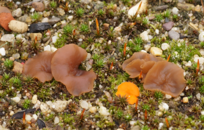 <i class='fa fa-user'></i>&nbsp;Jelle Bakker&nbsp;|  Bruin Grondschijfje&nbsp; <i class='fa fa-eye'>&nbsp;59</i> &nbsp; <i class='fa fa-comment-o'>&nbsp;4</i>