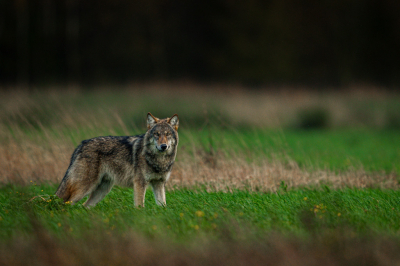 Een wolf op nog geen half uur vanaf de voordeur, op een plek waar ik geregeld rondstruin en ook al eerder de nodige sporen vond. Vanaf de weg was hij goed te zien, onverstoorbaar op zoek naar muizen en af en toe even een blik naar de weg. Ontzettend mooi om te zien in eigen land!