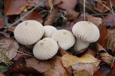 <i class='fa fa-user'></i>&nbsp;Paul Vandebroek&nbsp;|  Plooivoetstuifzwam&nbsp; <i class='fa fa-eye'>&nbsp;60</i> &nbsp; <i class='fa fa-comment-o'>&nbsp;5</i>