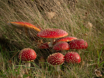 <i class='fa fa-user'></i>&nbsp;Truus Aletta Maan&nbsp;|  Vliegenzwam&nbsp; <i class='fa fa-eye'>&nbsp;99</i> &nbsp;<i class='fa fa-thumbs-up'>&nbsp;5</i> &nbsp; <i class='fa fa-comment-o'>&nbsp;11</i>