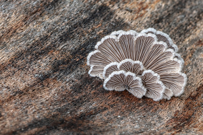 <i class='fa fa-user'></i>&nbsp;Johan van Gurp&nbsp;|  Waaiertje&nbsp; <i class='fa fa-eye'>&nbsp;69</i> &nbsp;<i class='fa fa-thumbs-up'>&nbsp;1</i> &nbsp; <i class='fa fa-comment-o'>&nbsp;7</i>