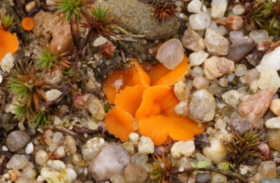 <i class='fa fa-user'></i>&nbsp;Jelle Bakker&nbsp;|  Oranje Mosbekertje&nbsp; <i class='fa fa-eye'>&nbsp;53</i> &nbsp; <i class='fa fa-comment-o'>&nbsp;2</i>