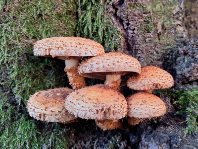 <i class='fa fa-user'></i>&nbsp;Jaap Blom&nbsp;|  Schubbige Bundelzwam&nbsp; <i class='fa fa-eye'>&nbsp;64</i> &nbsp;<i class='fa fa-thumbs-up'>&nbsp;1</i> &nbsp; <i class='fa fa-comment-o'>&nbsp;5</i>